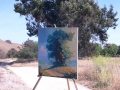Large Eucalyptus