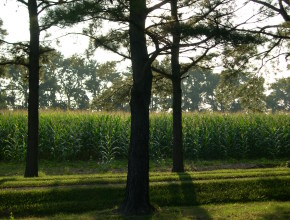 Summer Corn Field in Maryland