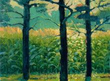 Summer Corn