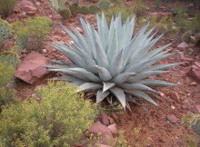 Sedona Chapparal