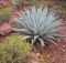 Sedona Chapparal